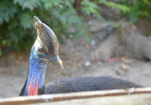 World of Birds Wildlife Sanctuary.